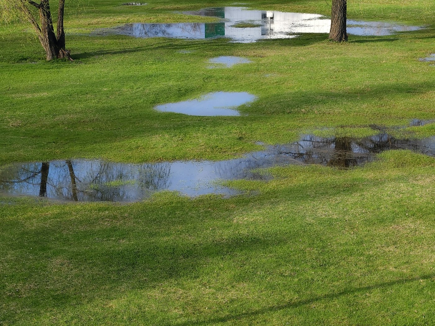 Standing water in long shallow puddles across a green back lawn two days after rain, with trees reflected in it.